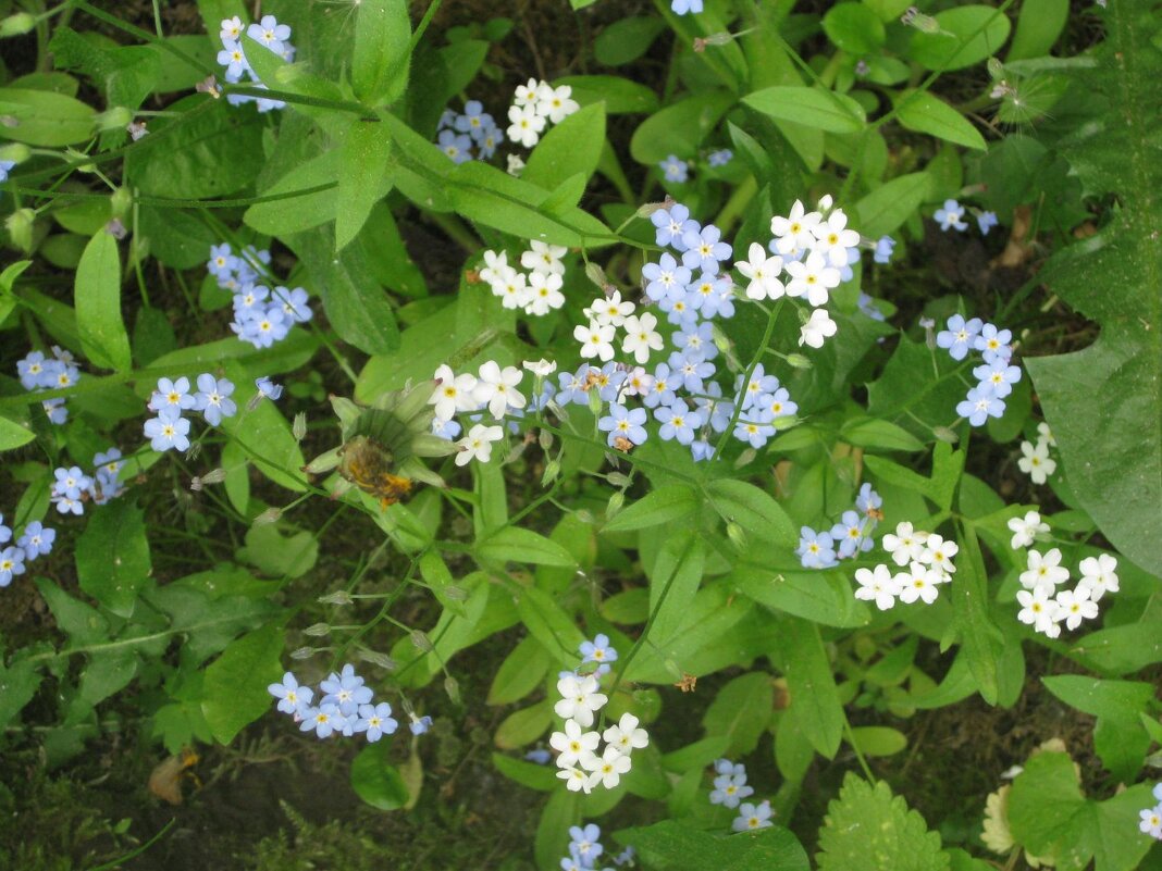 Белые и голубые - Дмитрий Никитин