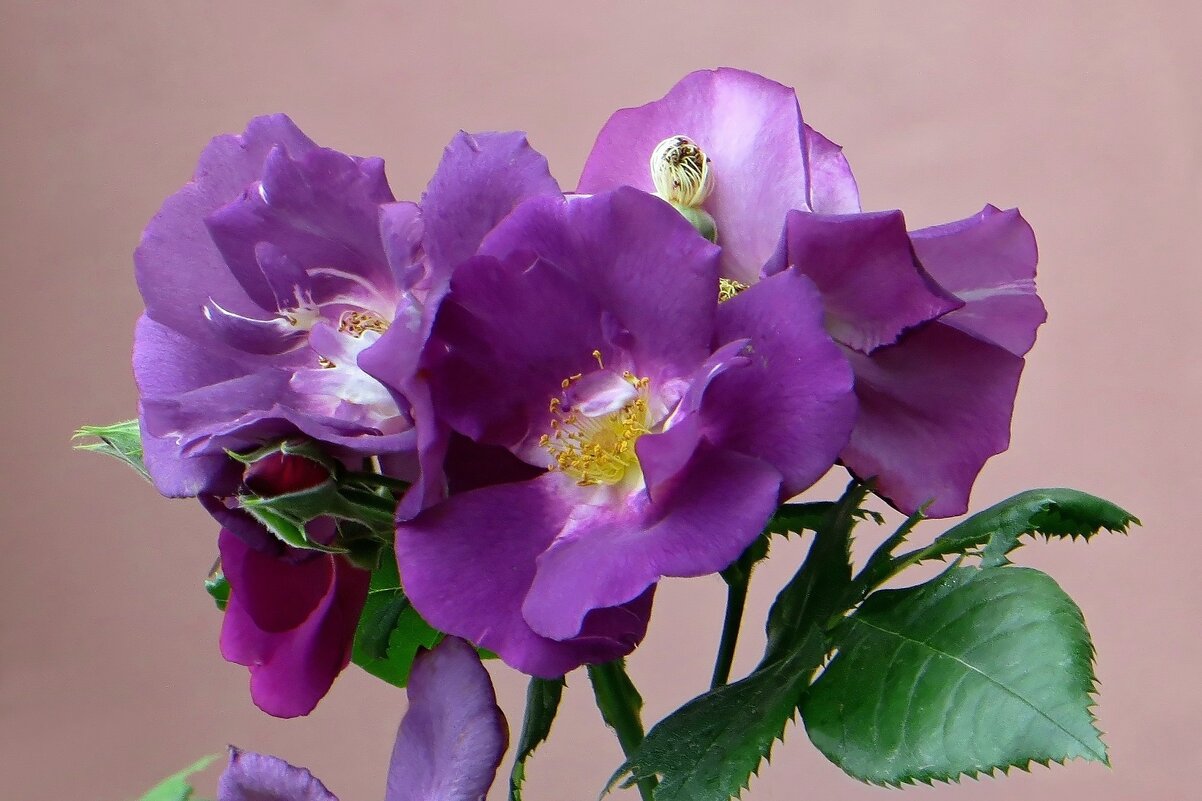 То ли роза, то ли шиповник - Татьяна Смоляниченко То ли роза, то ли шиповник - Татьяна Смоляниченко