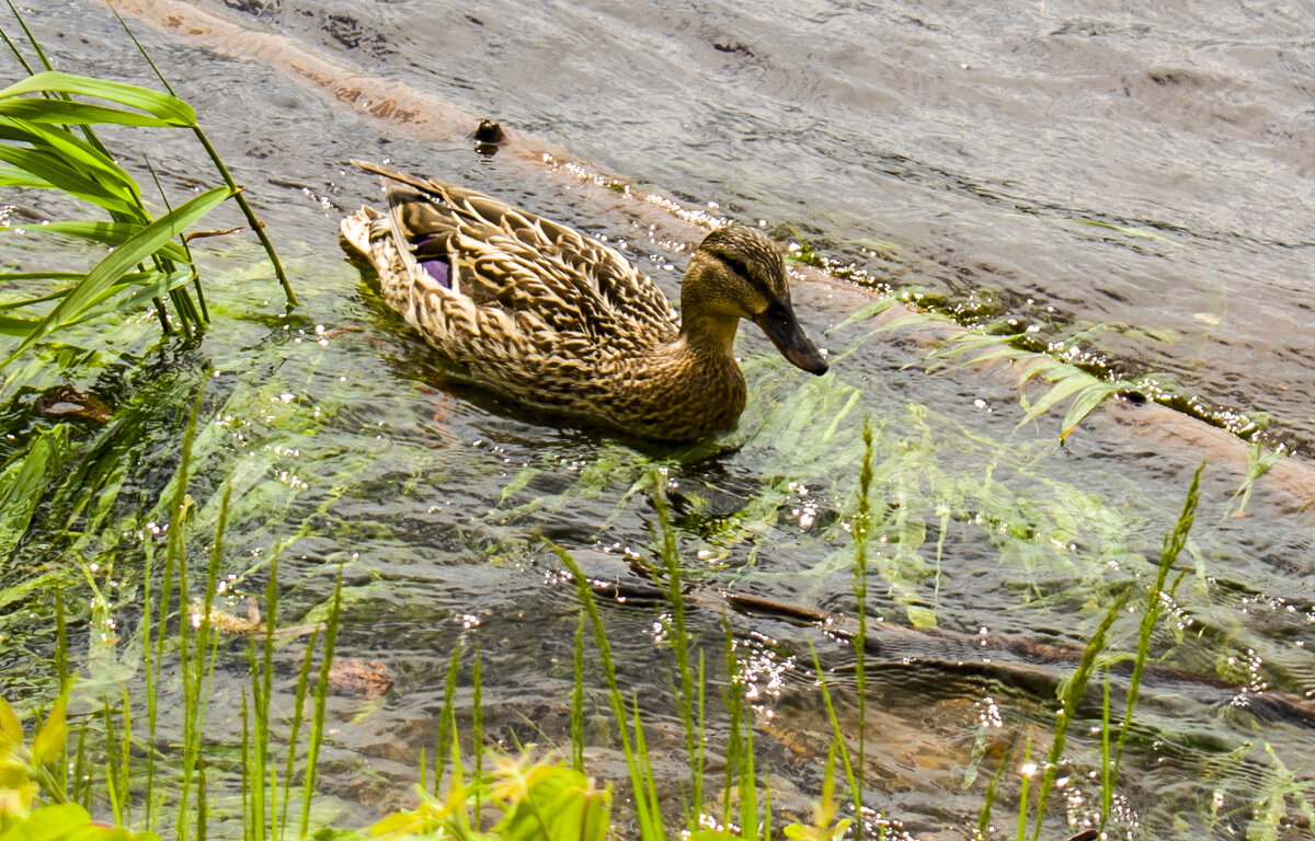 кряква - petyxov петухов