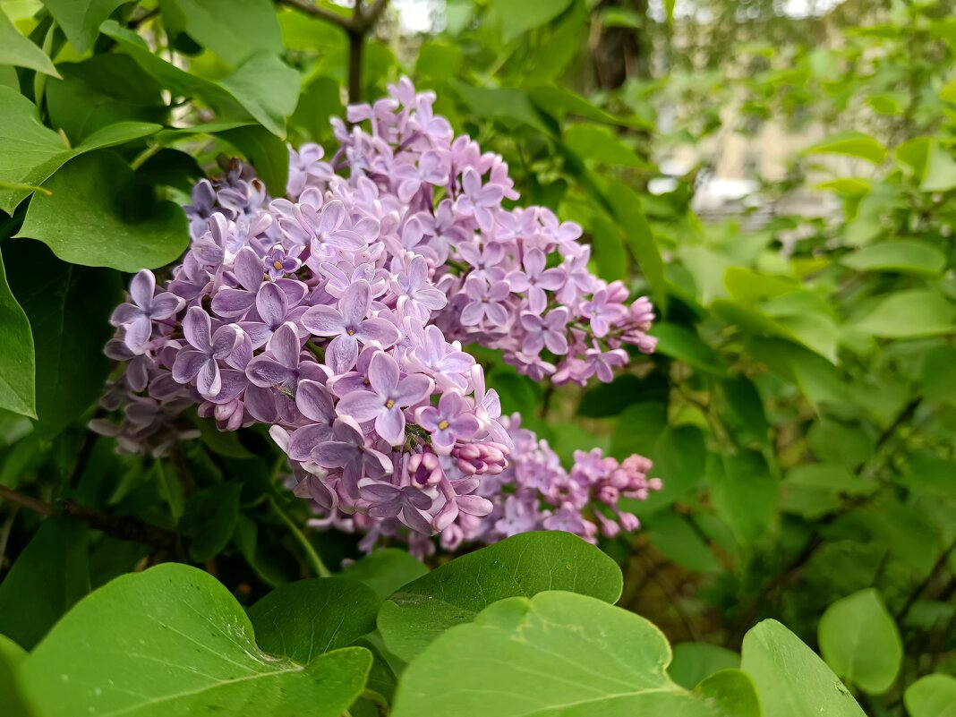 Зацвела сирень... - Мария Васильева