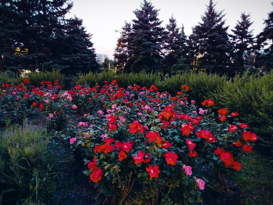 Розовый рай! - Надежда Розовый рай! - Надежда