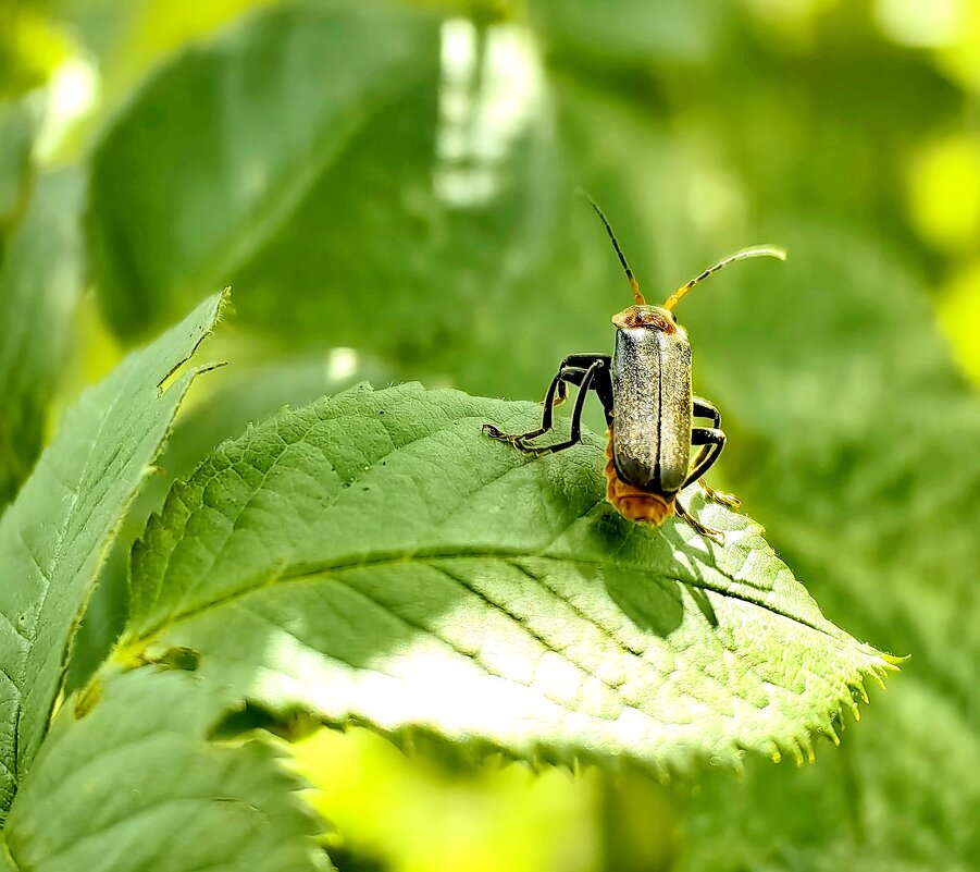 Солдатик - Светлана 13.06.
