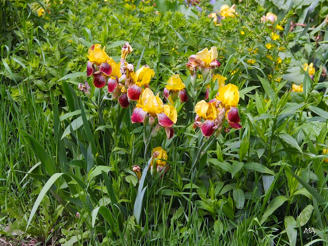 Время цветения. - Роланд Дубровский Время цветения. - Роланд Дубровский
