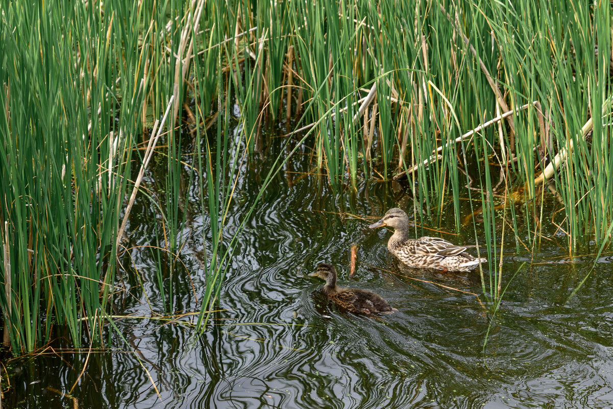 Утиные зарисовки. - Анатолий Сидоренков