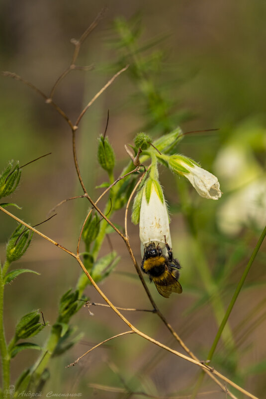 Шмель - Андрей + Ирина Степановы