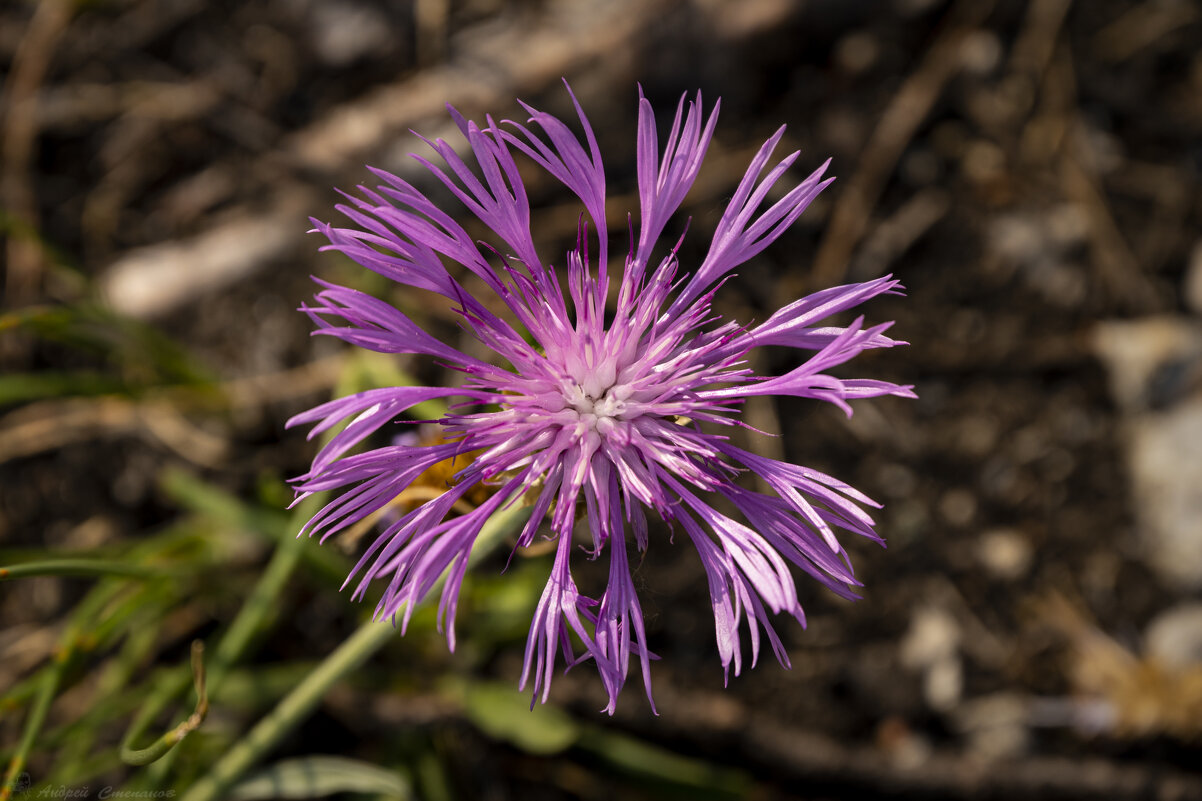 Сиреневый - Андрей + Ирина Степановы Сиреневый - Андрей + Ирина Степановы