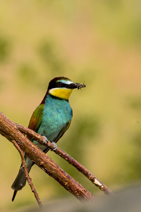 *** - Валерий Черняк