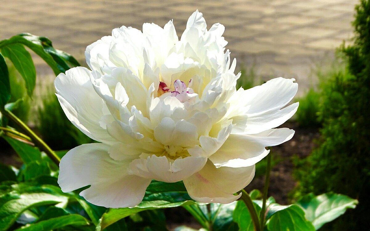 Пион на городской клумбе. - Милешкин Владимир Алексеевич Пион на городской клумбе. - Милешкин Владимир Алексеевич