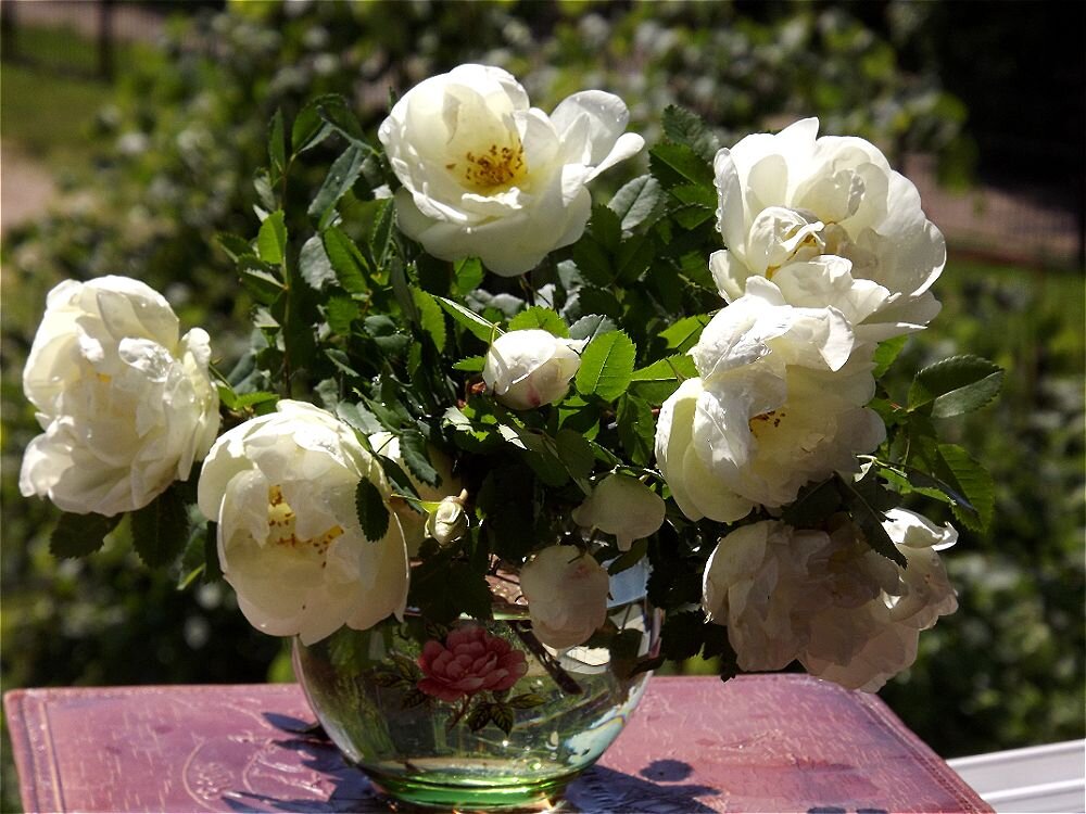 Букет из веток белого шиповника! - Нина Андронова