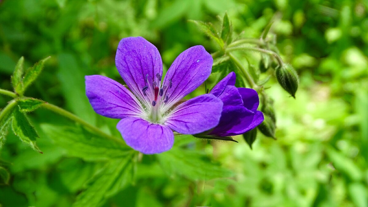 Герань луговая. - Милешкин Владимир Алексеевич 
