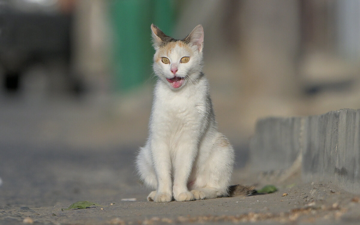 ранее утро - Maxim Lanin ранее утро - Maxim Lanin