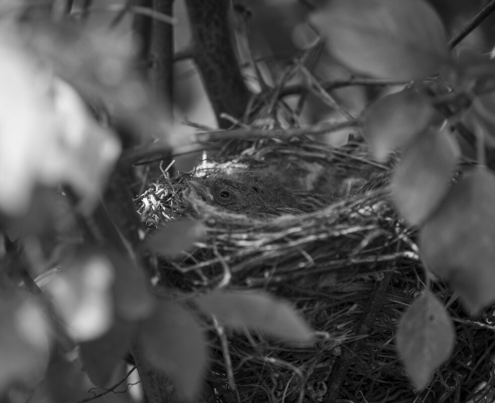 Обыкновенная овсянка - Константин Сафронов