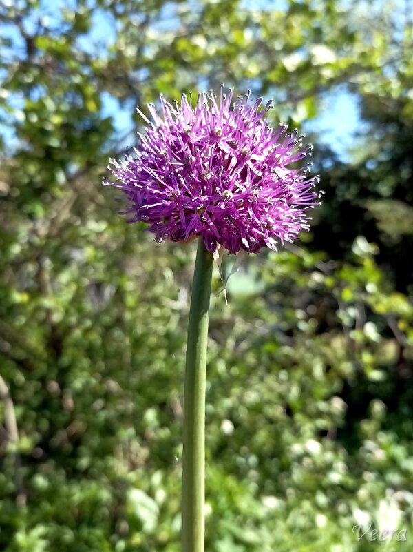 Лук декоративный - Veera V Лук декоративный - Veera V