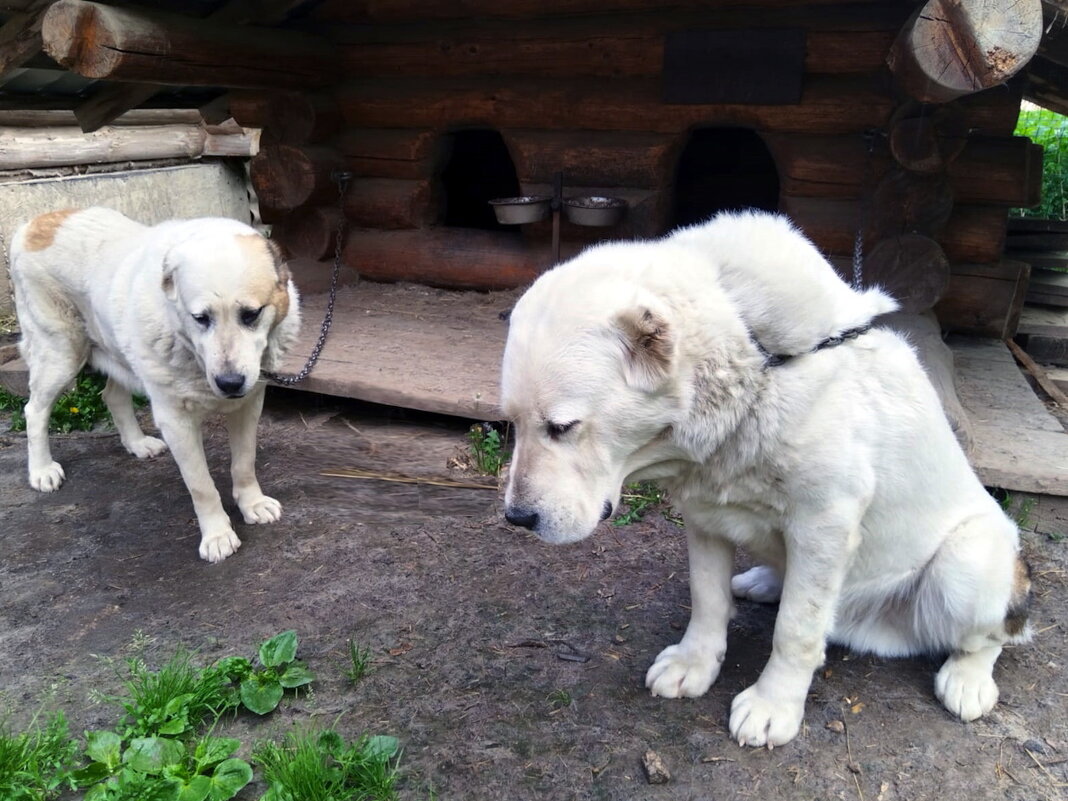 Обиженные алабаи. - Ольга Довженко