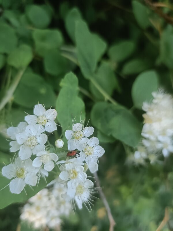 коровка - Галина R...