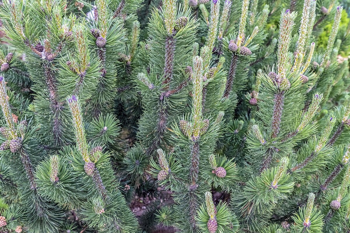 Ёлочки-шишечки - Валерий Иванович Ёлочки-шишечки - Валерий Иванович