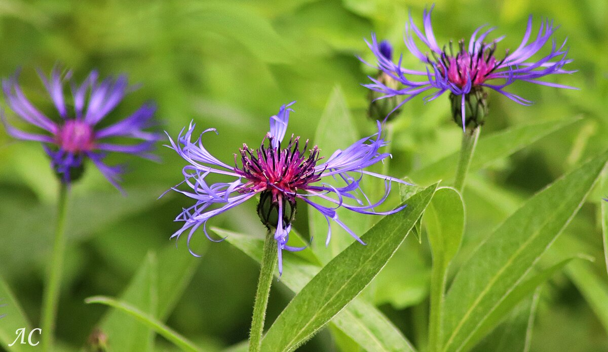 Изящество цветка - Любовь Сахарова