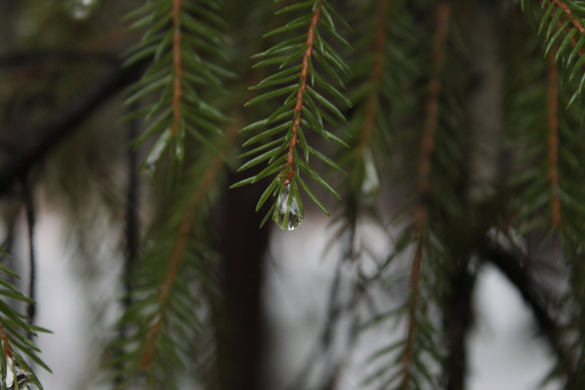капля.... - Андрей Петренко