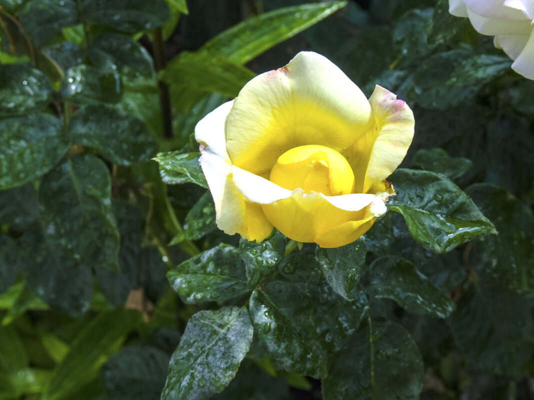 Бутон жёлтой розы - Валентин Семчишин