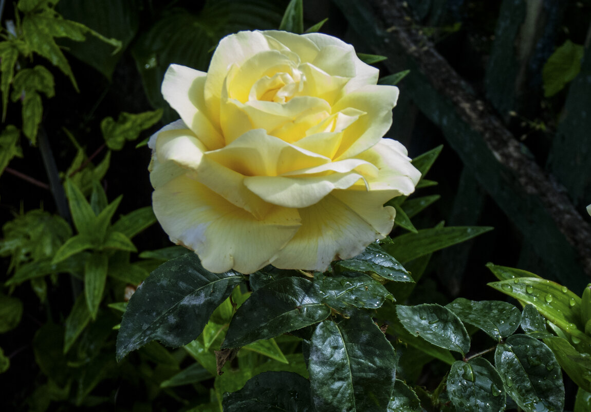 Нежная роза,Старлайт - Валентин Семчишин