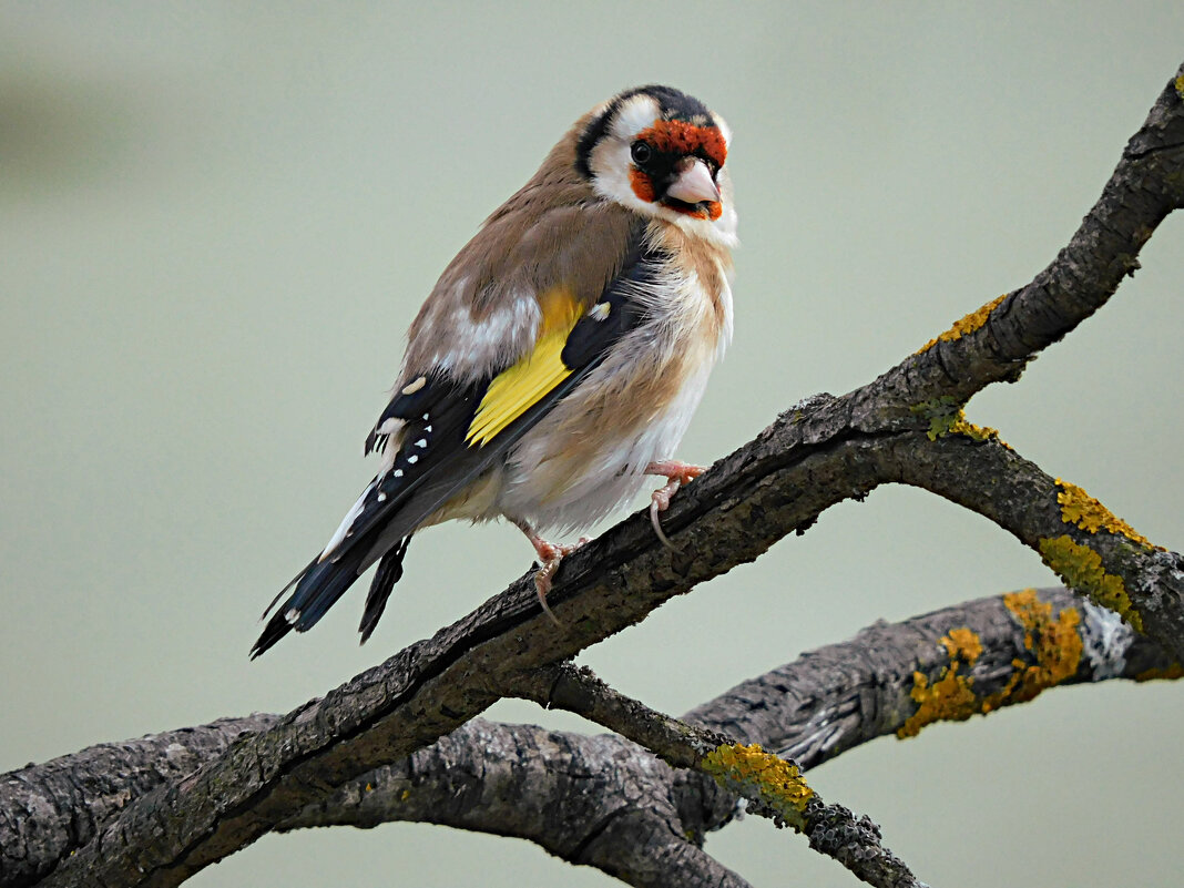 Щегол - Лина Щегол - Лина