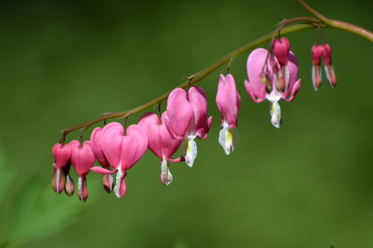 Весна в Аптекарском... - Наташа ***** Весна в Аптекарском... - Наташа *****