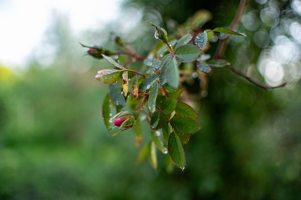 Дождь - Петр 