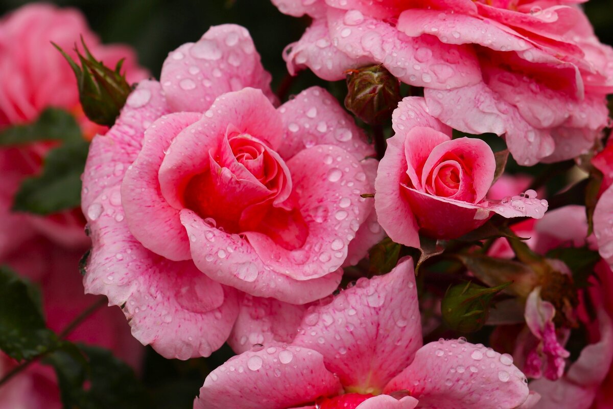 Розовое утро - Юрий. Шмаков Розовое утро - Юрий. Шмаков