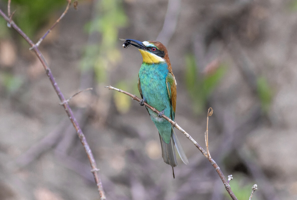 щурки - юрий макаров