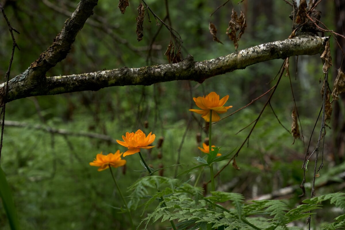 *** - Владимир 