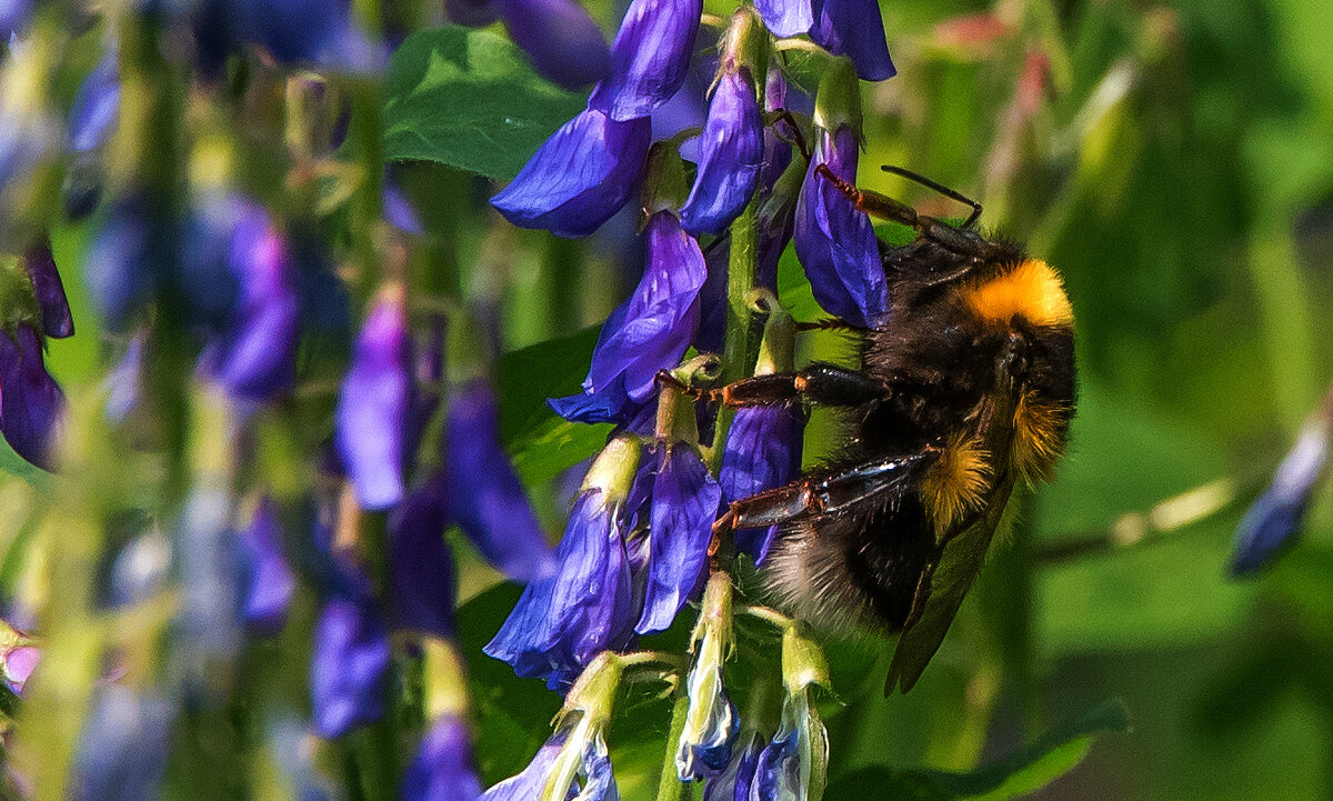 *** - Владимир Безбородов