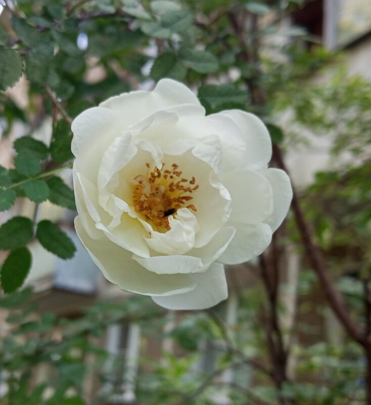 Цветет шиповник - Елена Семигина