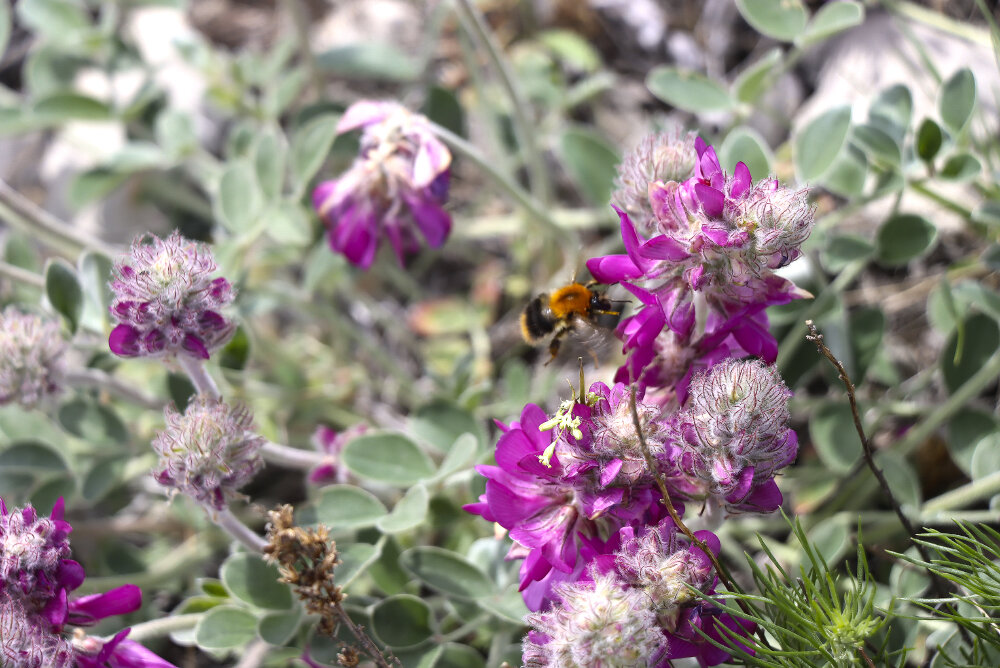 Копеечник цветёт - Галина Ильясова Копеечник цветёт - Галина Ильясова