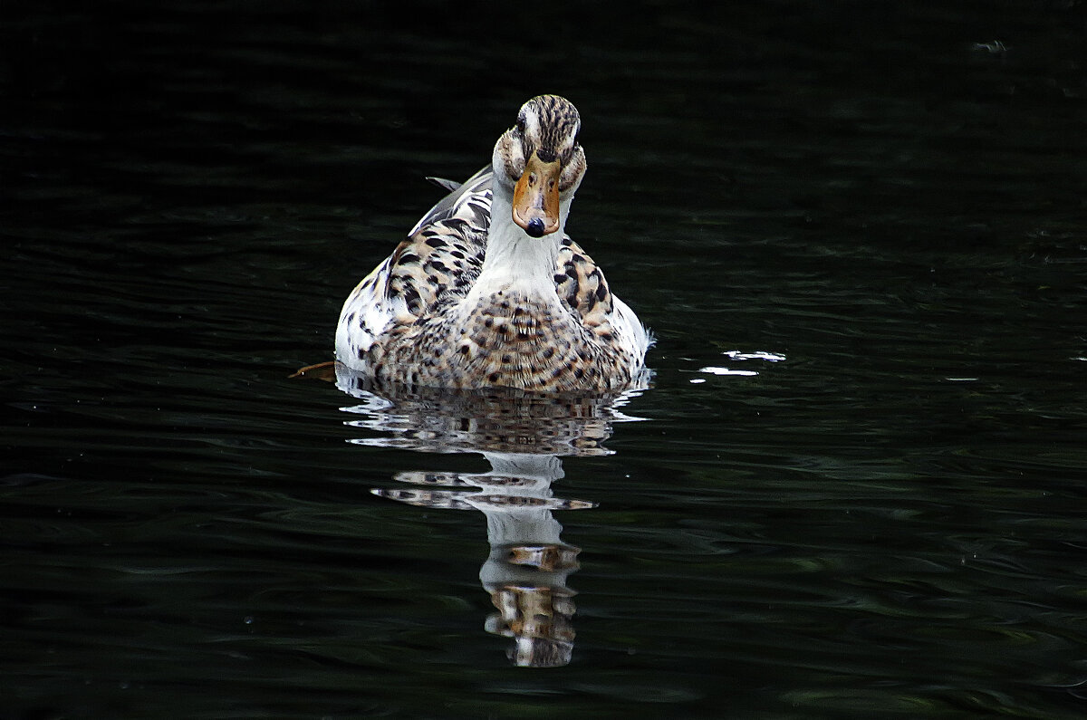 ***** - Андроник Александр ***** - Андроник Александр