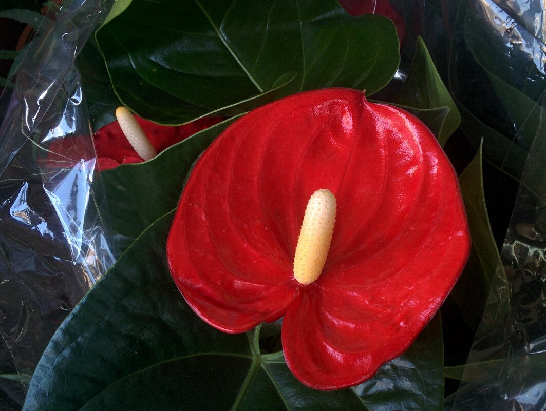 "Мужское счастье" (Антуриум) - Светлана Хращевская