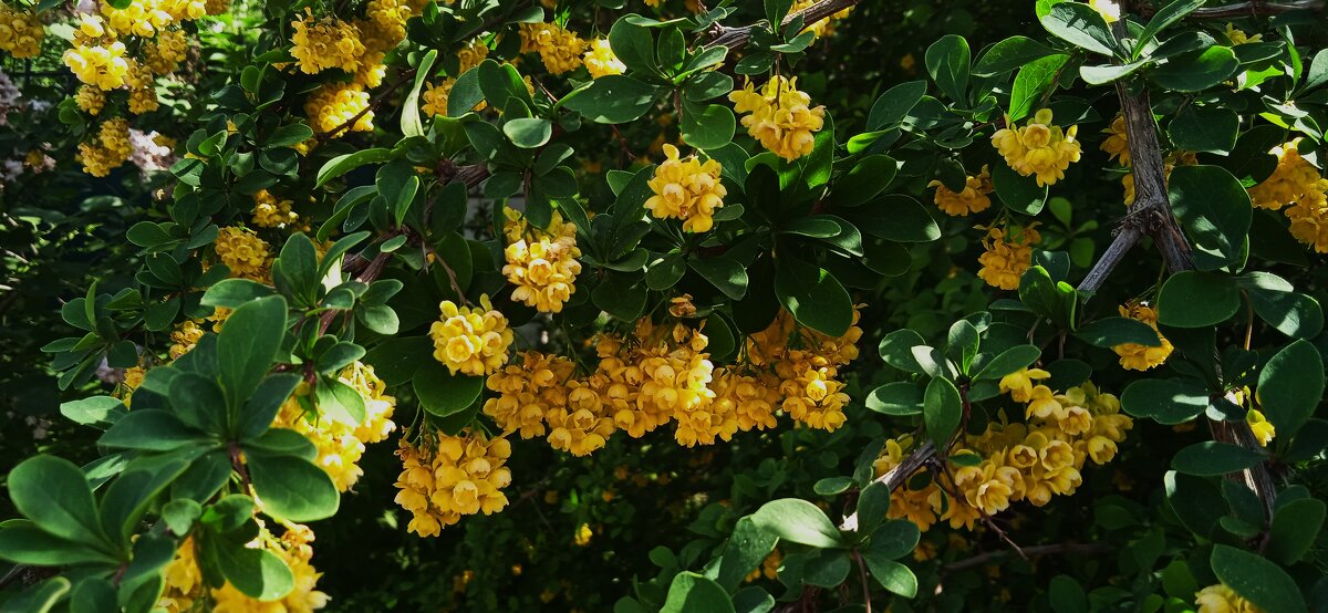 барбарис - Елена Шаламова