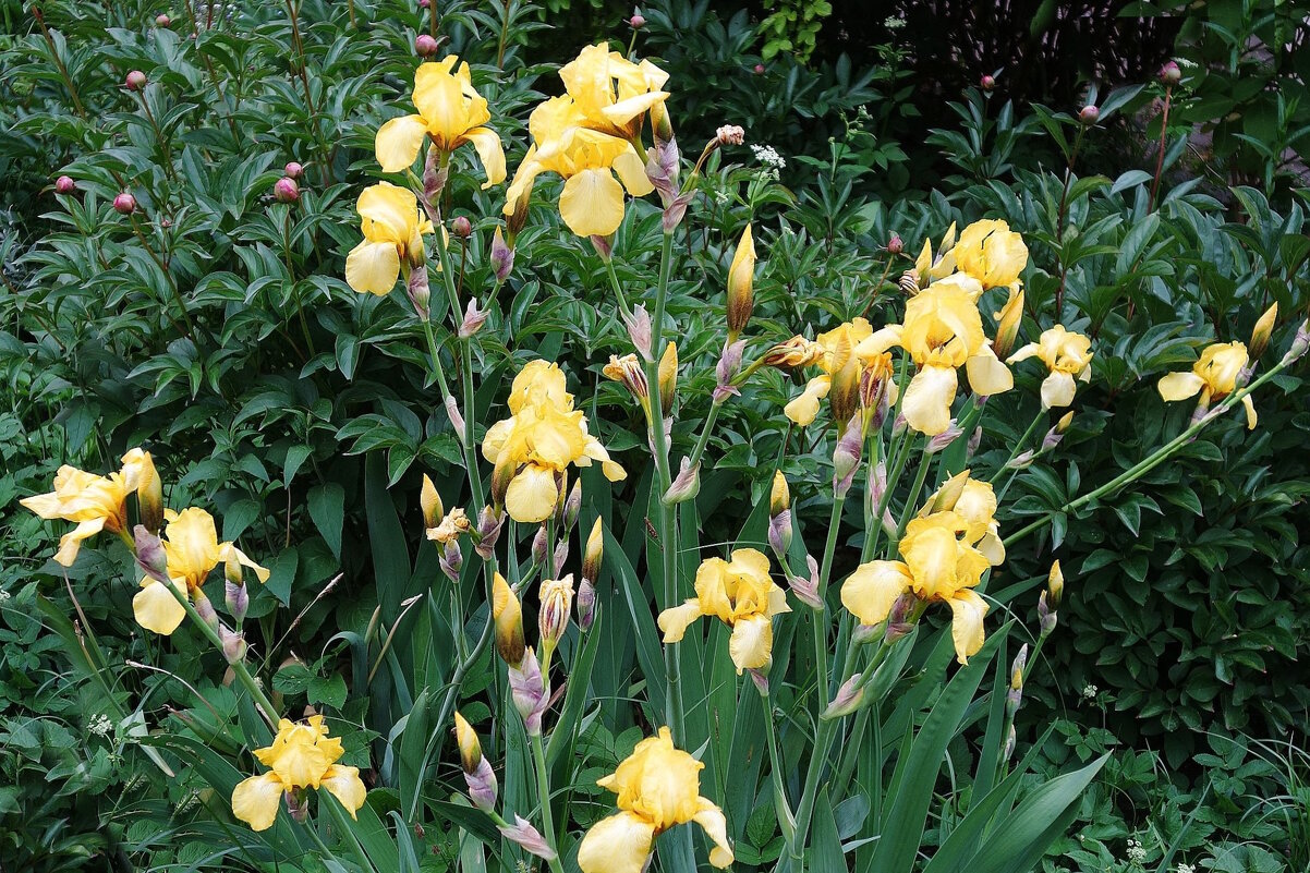 Ирис - Рита Симонова Ирис - Рита Симонова