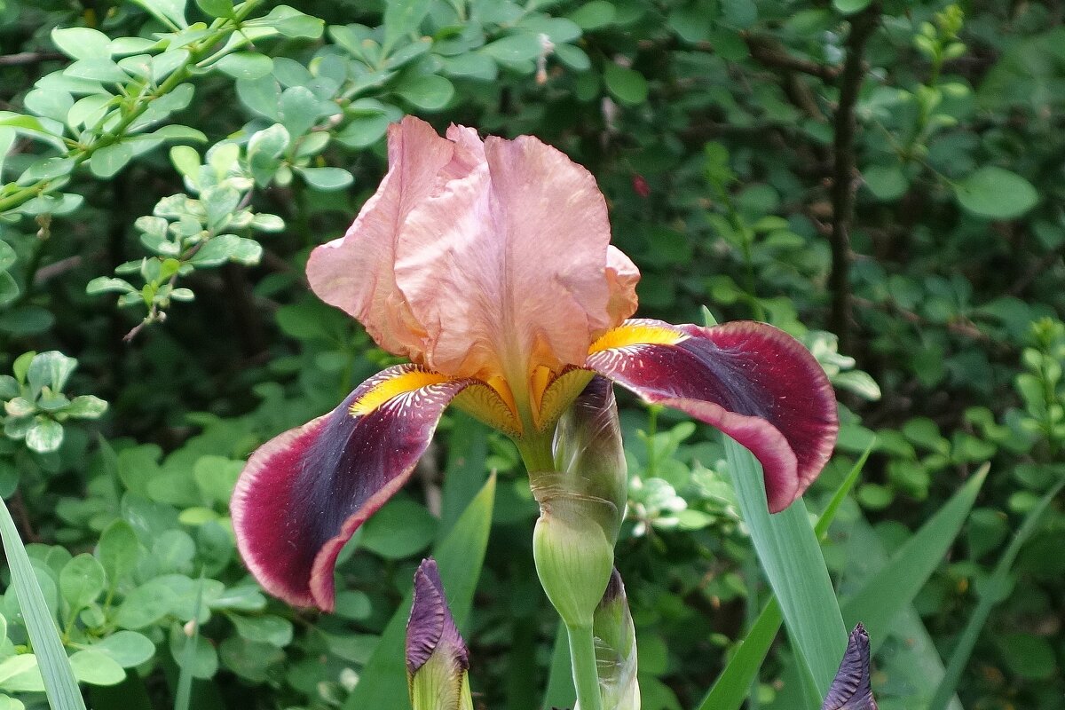 Ирис - Рита Симонова