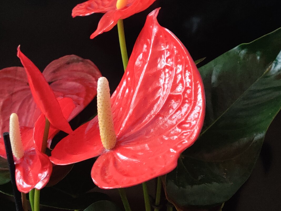 " - Светлана Хращевская