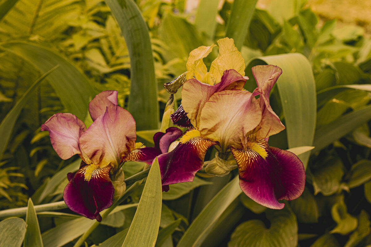 Время ирисов. - Петр Беляков Время ирисов. - Петр Беляков