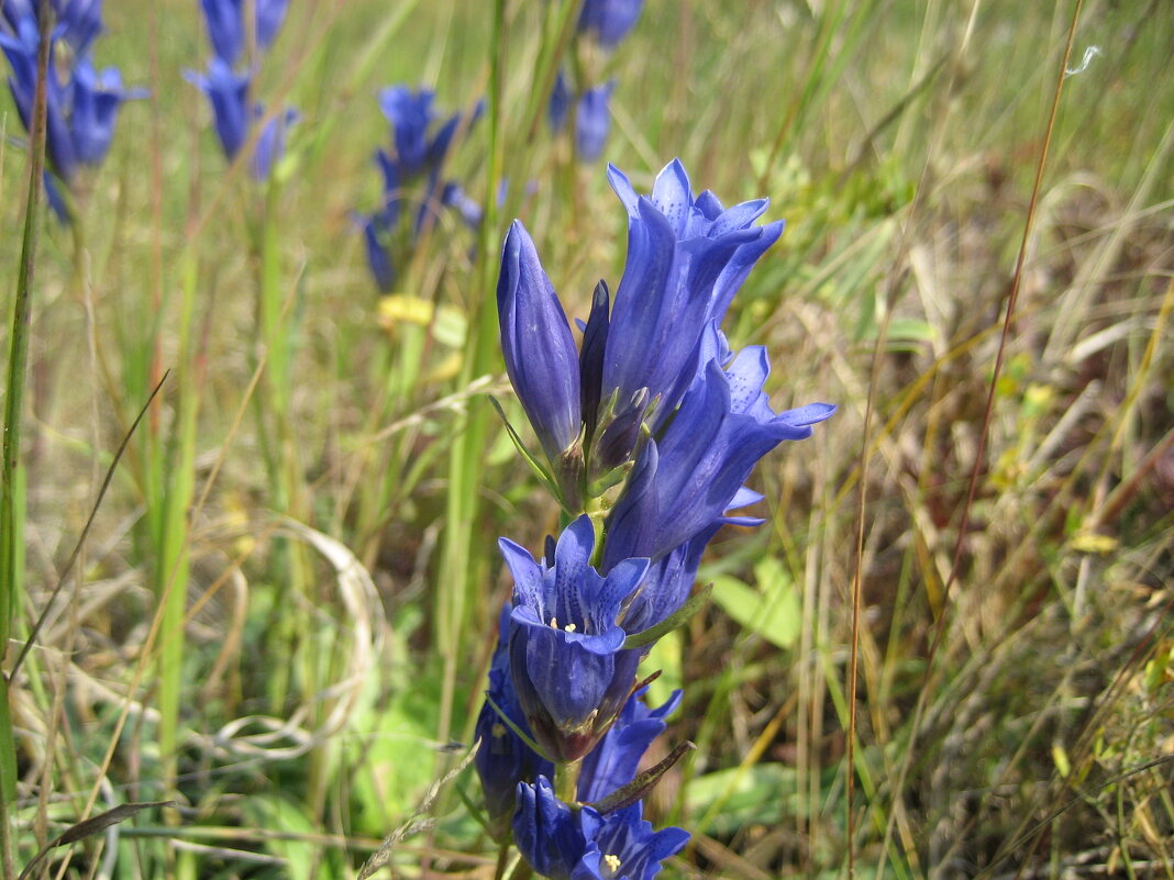 Горечавка - Anna Ivanova