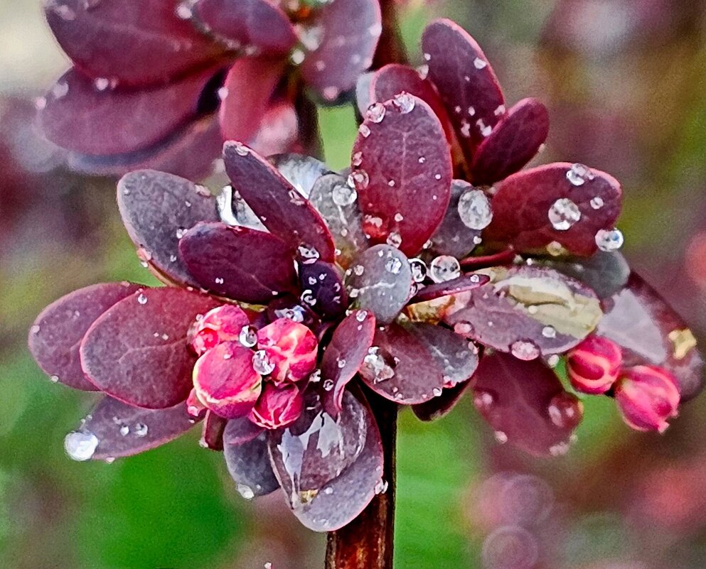 Бусинки - Михаил Свиденцов
