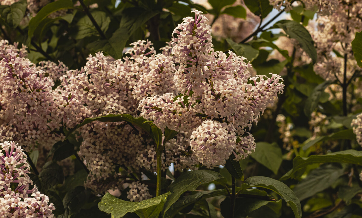 Ещё буйно цветёт сирень. - Петр Беляков Ещё буйно цветёт сирень. - Петр Беляков