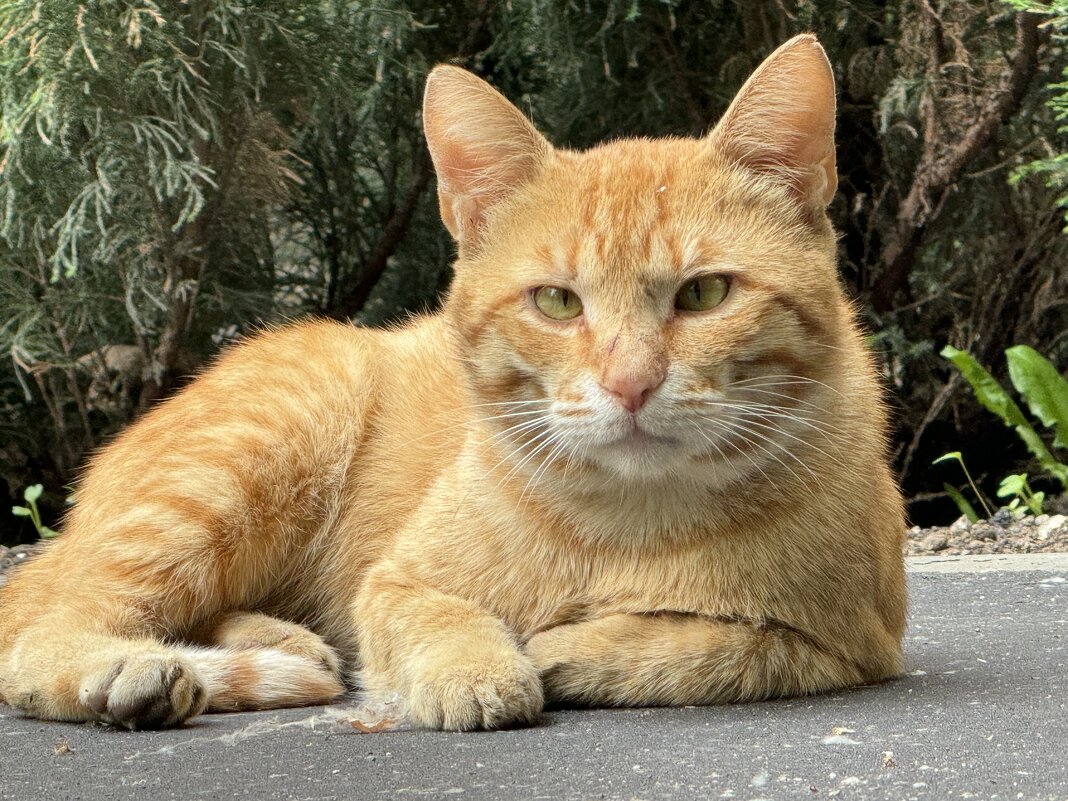 Лев. - Анна Камс