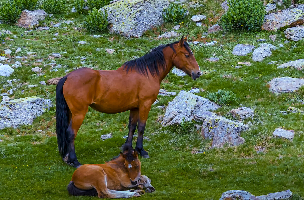 лошадь с жеребенком - Aleksey Afonin