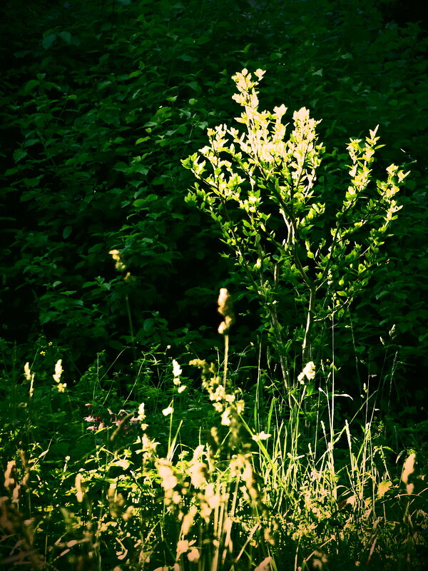 Летние этюды 12 - Алексей Кузнецов