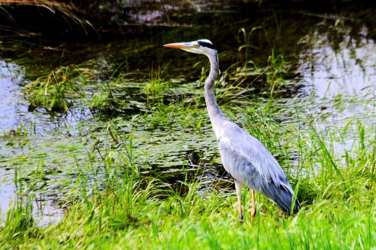Смотрящая - Юрий. Шмаков Смотрящая - Юрий. Шмаков