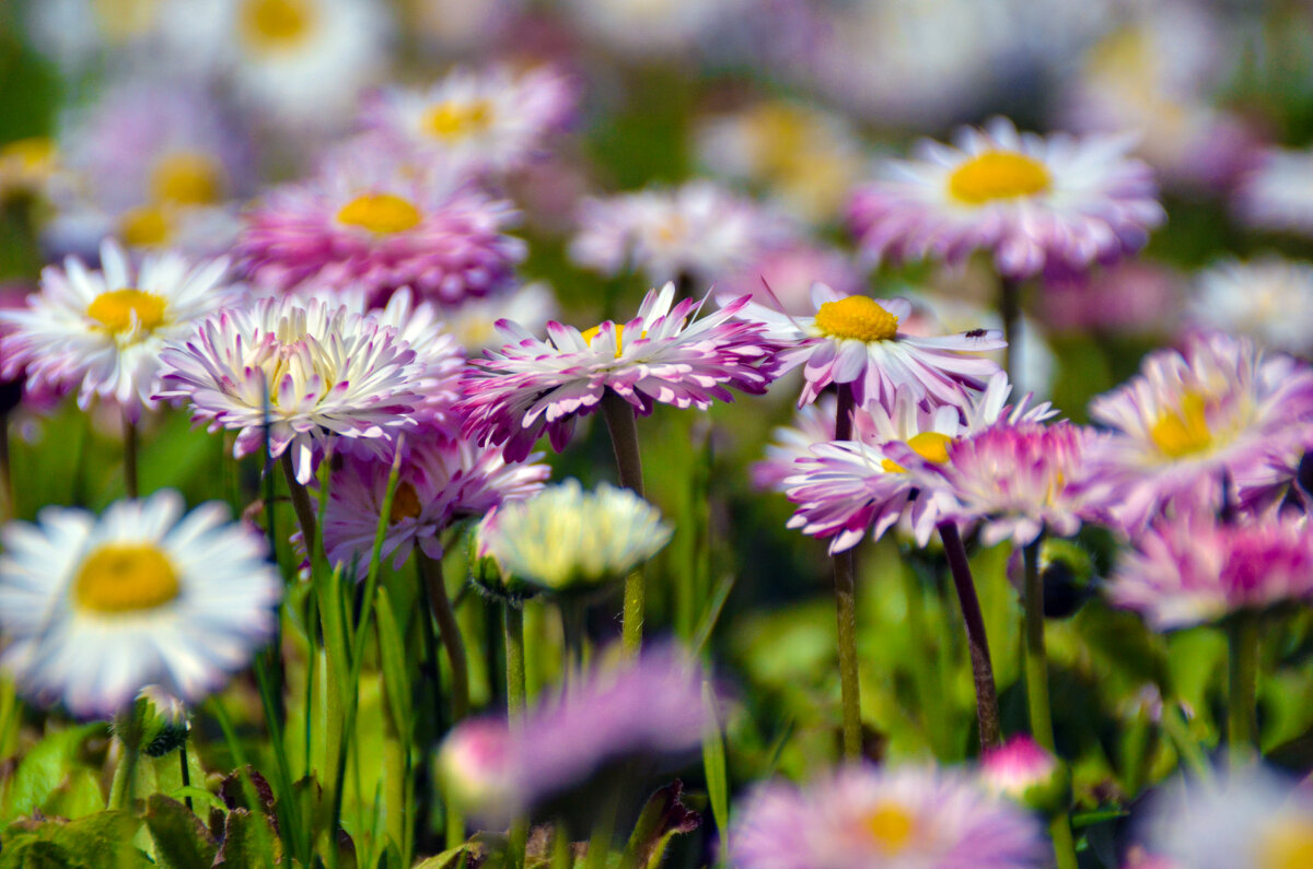 лето в сибире началось - Евгений Фролов