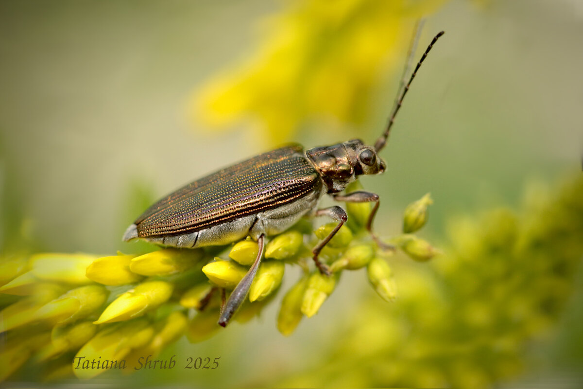 Букашка - Татьяна Беляева Букашка - Татьяна Беляева