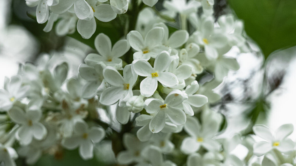 White Lilac | 16 - Sergey Sonvar